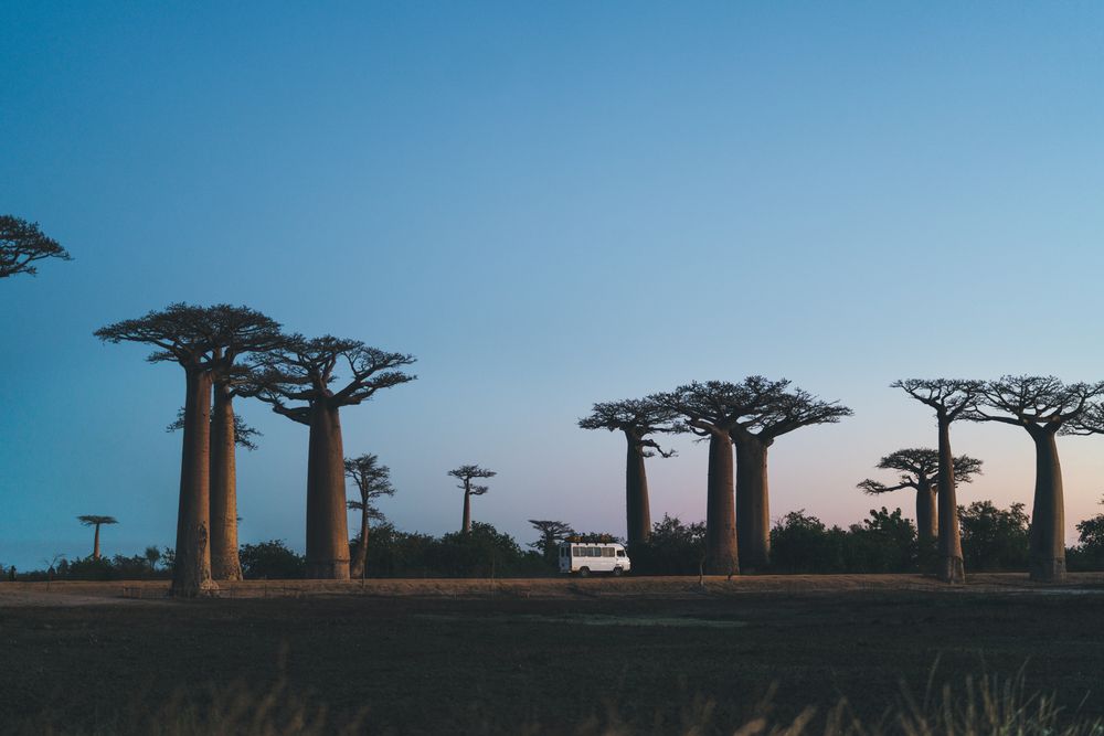 Wonderful sunset among giant baobabs