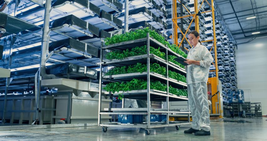 Female Agricultural Scientist Standing in a Vertical Farm Facility Next to Rack with Fresh Basil Crops. Hydroponics Technician Using a Tablet Computer, Studying and Cultivating Plants