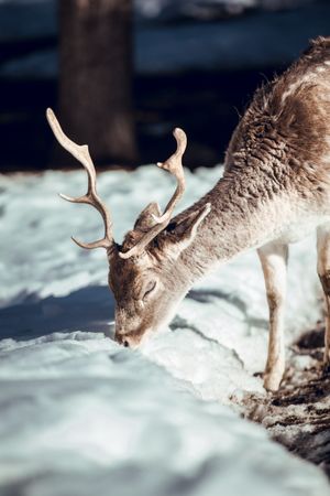 Deer pasturing near trees between snow