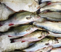 Fresh raw seafood on ice for the market in close up top view layout