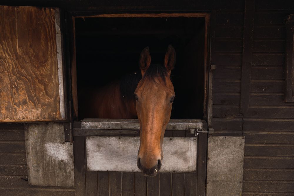 Brown horse in wooden stable