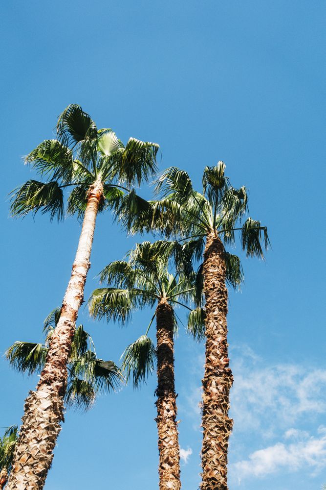 High palms under sky