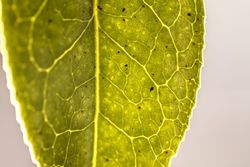 Close up of green leaf