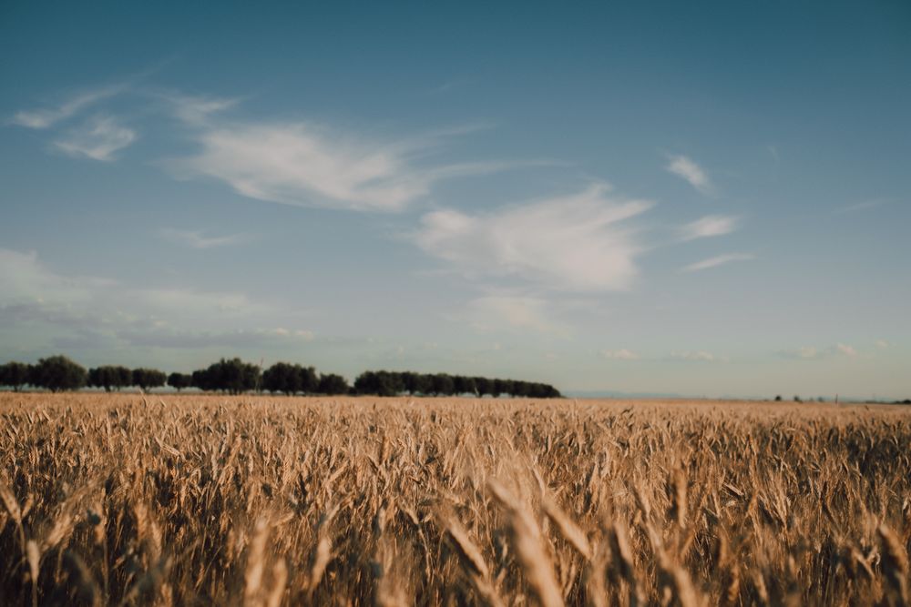 Dry plants on field