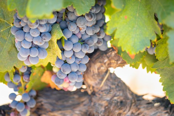 Vineyard with Lush, Ripe Wine Grapes on the Vine Ready for Harvest