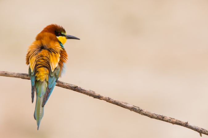 Bird standing on tree branch