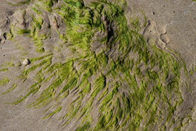 Looking down at green moss on sand