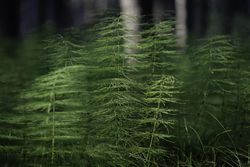 Plants growing at Warren Nelson Memorial Bog in 3 Meadowlands, Minnesota