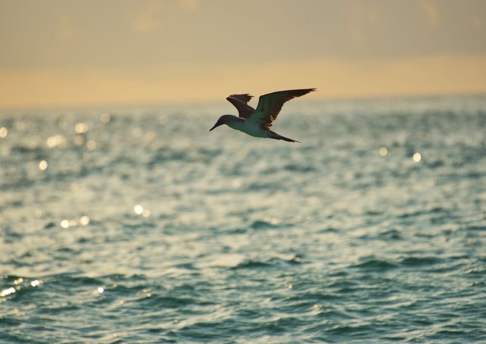 Blue-footed booby hovers over the Pacific Ocean