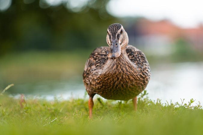 Brown duck on green grass near lake