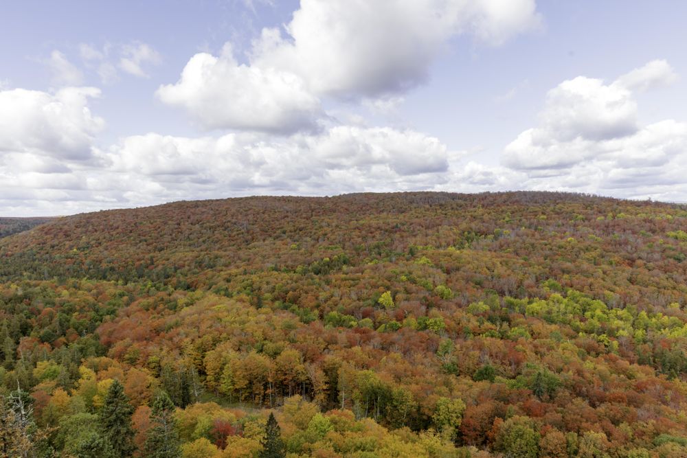 Autumn leaves on the Sawtooth Mountains in Lutsen, Minnesota