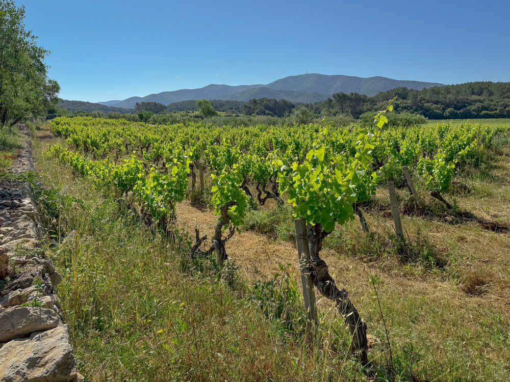 Vinyard terrace in Côtes De Provence, France