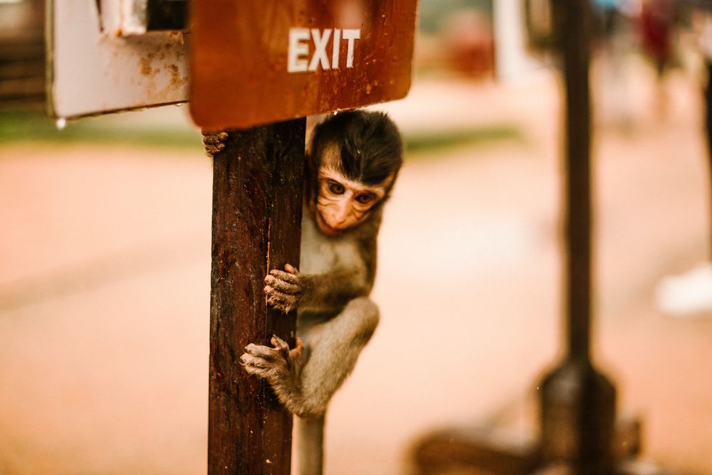 Little monkey sitting on wand