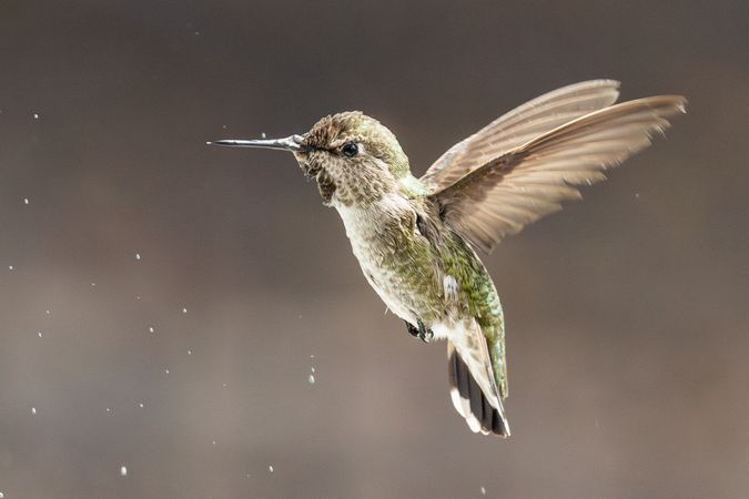 Beautiful Immature Male Anna's Hummingbird In Flight.