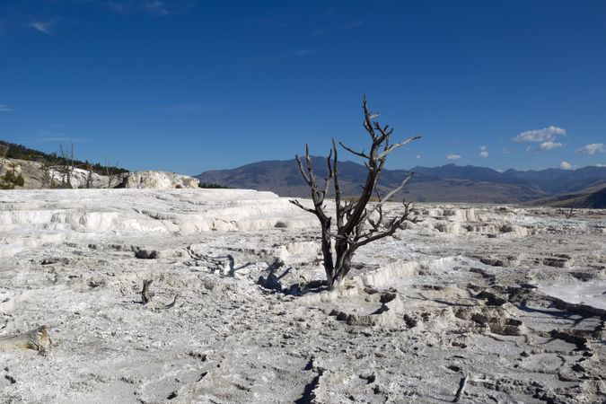Dead standing tree in Yellowstone Park Hot Spring