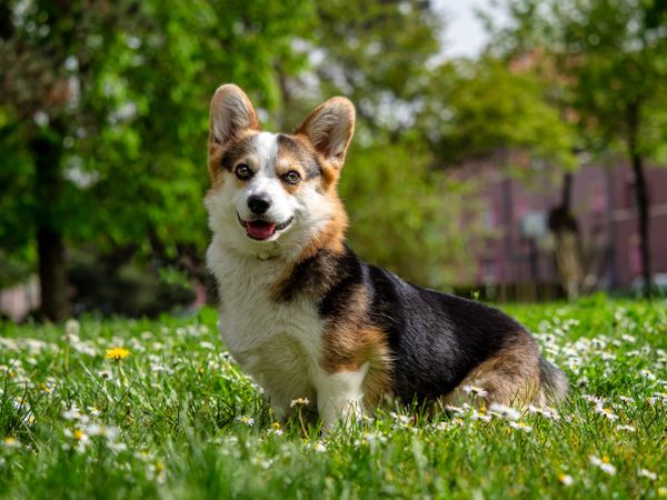 Funny dog tricolor corgi pembroke