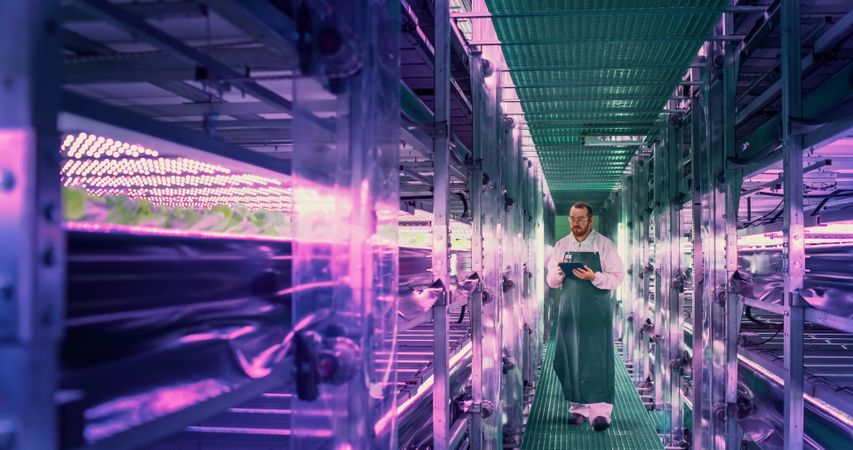 Young Farmer Working in a Vertical Farm Facility with Ultraviolet LED Lights. Hydroponics Specialist Working on a Tablet Computer Next to Rack with Fresh Plants Ready for Shipping to a Supermarket