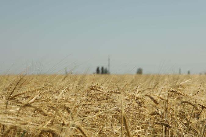 Barley field. Agriculture and farming. First summer harvest