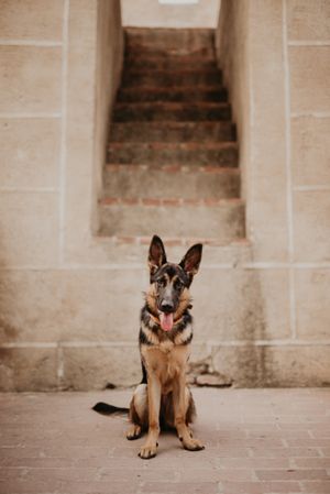 brown german shepherd sitting on street pavement
