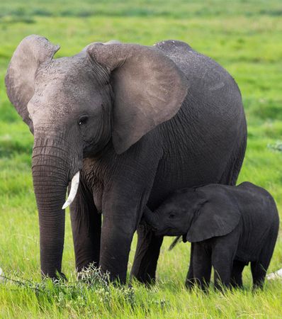 Elephant with its offspring standing on green grass
