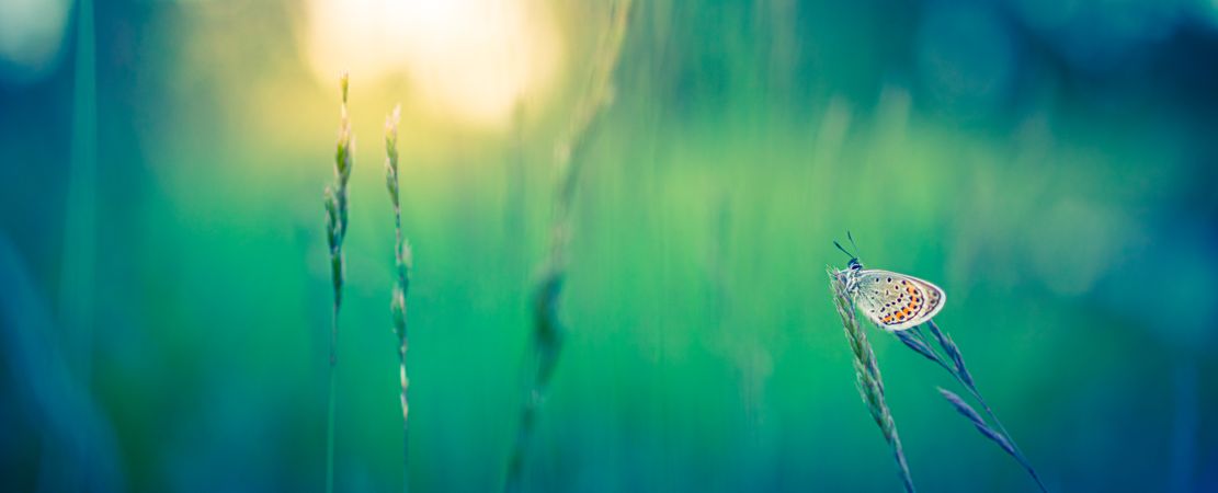 Moth on tall grass in green field with blurred background