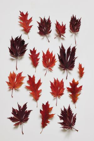 Autumnal red leaves laid out in paper pattern