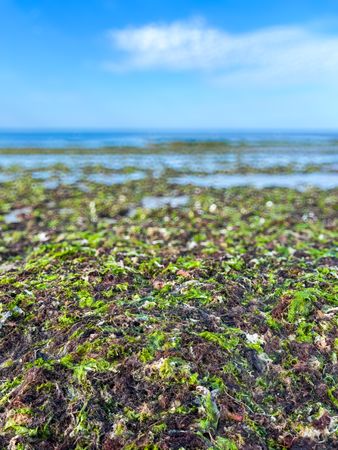 Seaweed at low tide, Ile de Ré, France