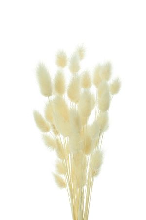 Willow arrangement in blank studio shoot, upright