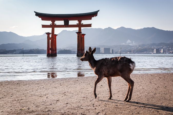 Deer standing on seashore near Itsukushima Shrine