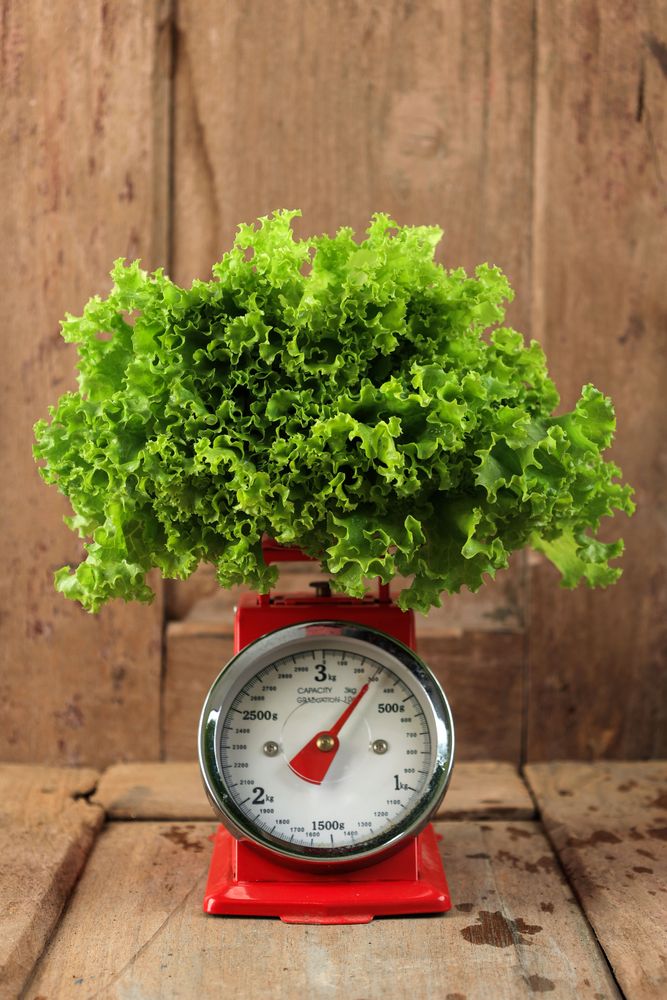Close Up Fresh Lettuce on Red Manual Scales