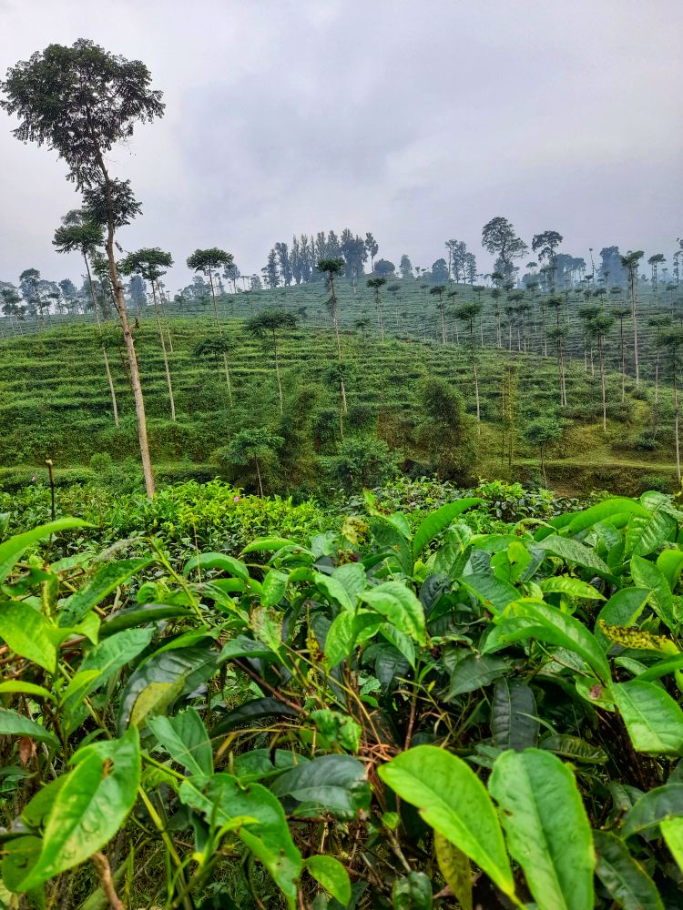 A stretch of tea plantation that is ready to be harvested
