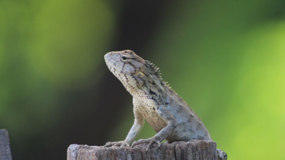 Lizard