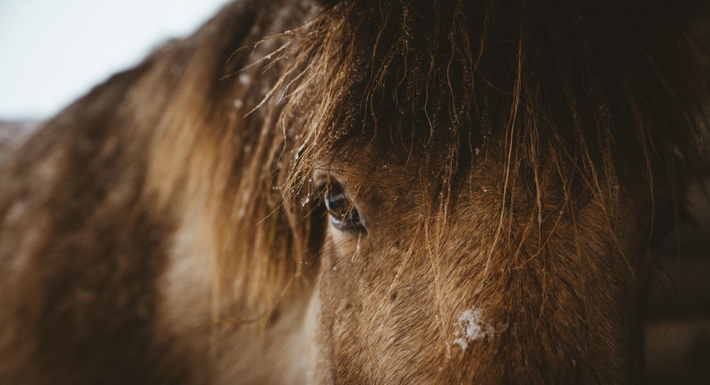 Close up of brown horse