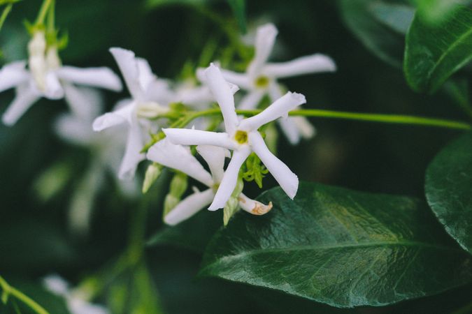 Jasmine Flowers Blooming Among Glossy Green Leaves In A Garden Setting
