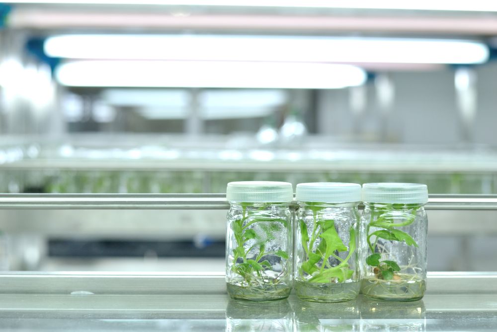 Plant tissue culture science research laboratory grown green plant in sterile bottle for education concept