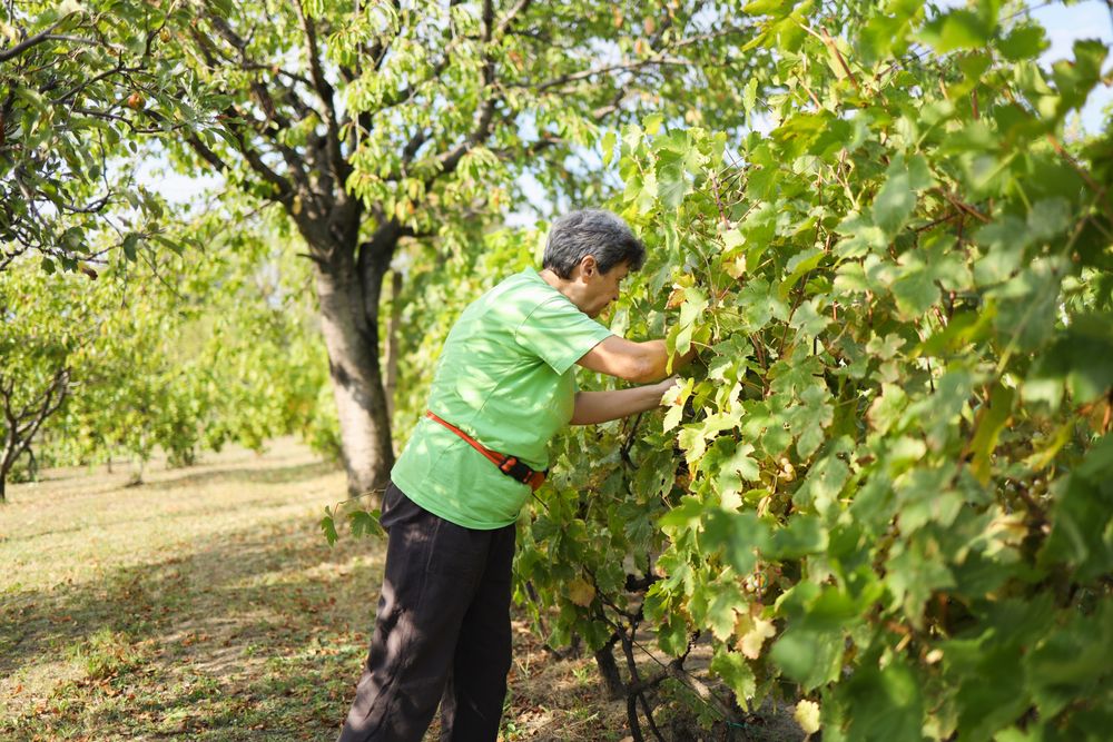 Collecting grapes for the process of wine making.