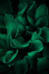 Full framer close up of dark green leaves