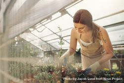 Female gardener taking care of plants in greenhouse 49B8Bb