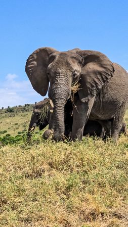 Elephant eating grass in the african savanna with blue sky