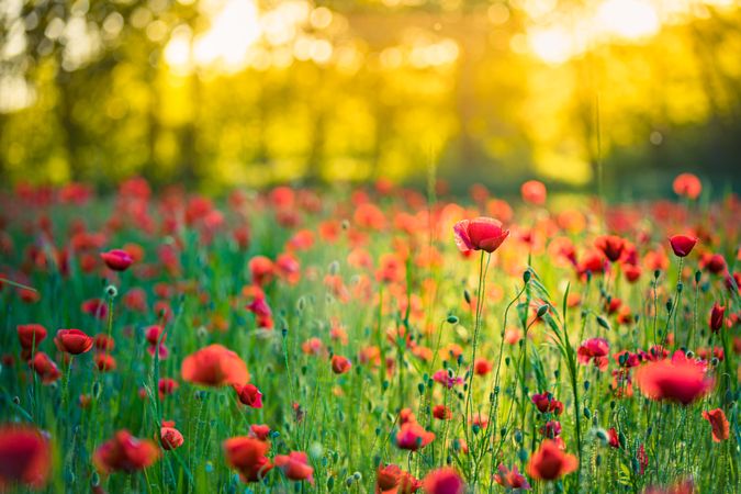 Poppies in a sunny field surrounded by trees with sun behind