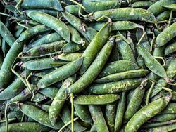 Peas in pod for sale in market