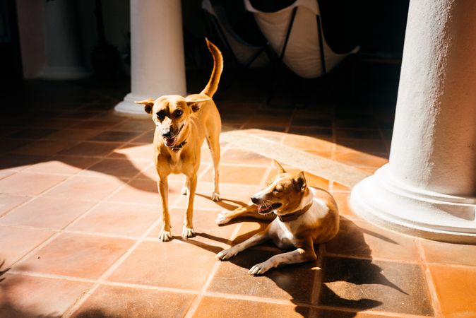 Two cute dogs in sunshine by columns