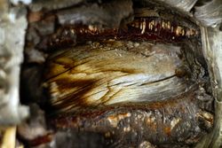 Bark on wood