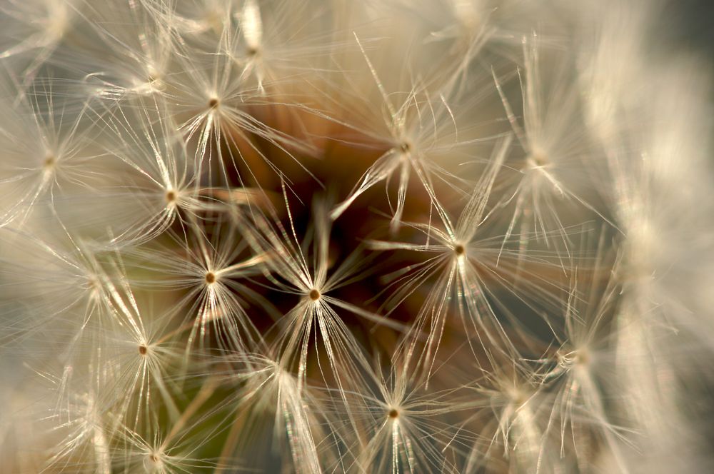 Dandelion Macro Shot