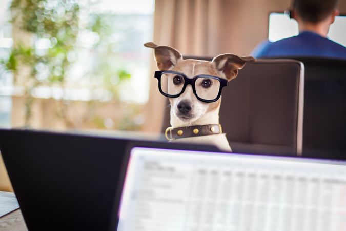 Dog wearing eyeglasses looking at the laptop computer