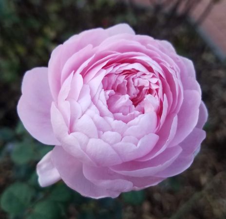 Pink rose, square crop