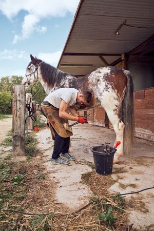 Farrier changing horseshoe in the stable
