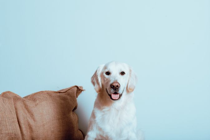 Big Labrador looking at camera