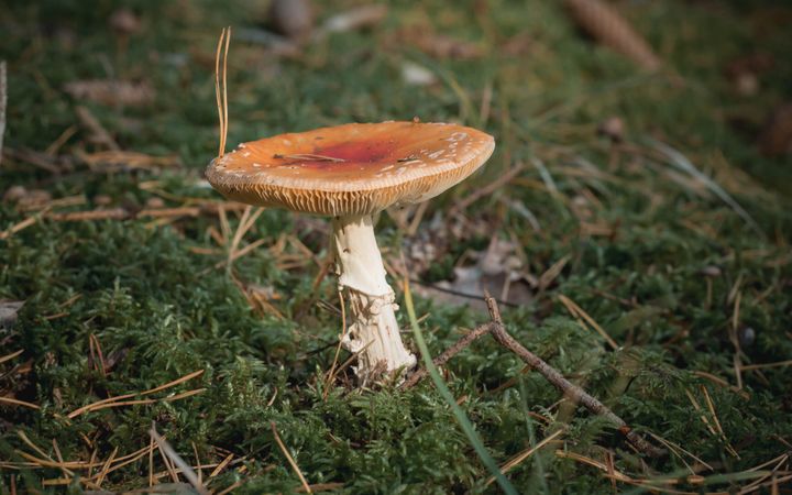 Mushroom