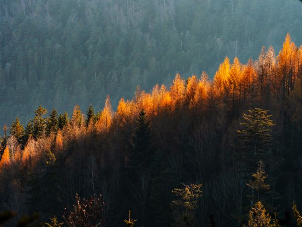 Bright autumn colors in the Vosges mountains. Alsace.